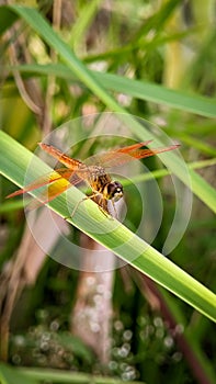 Dragonfly photo